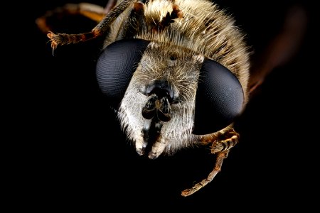 Fly,-face 2012-07-26-16.51.30-ZS-PMax