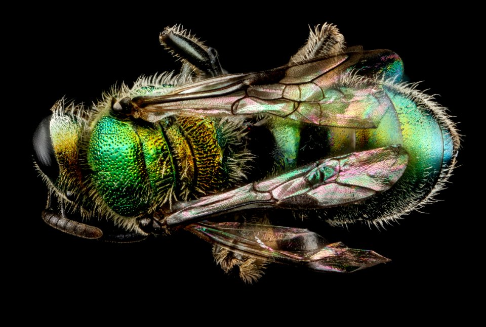 L havanense F, back, Dominican Republic 2012-12-11-14.55.09 ZS PMax