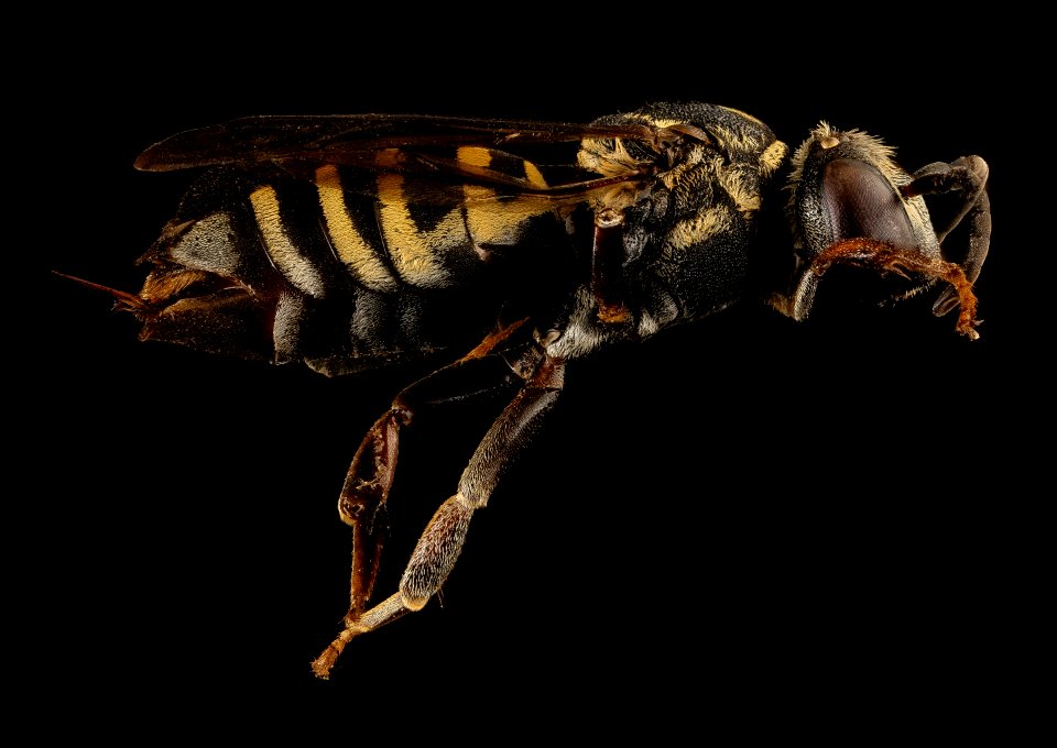Triepeolus cressonii, f, right, Washington D.C 2018-04-23-18.22
