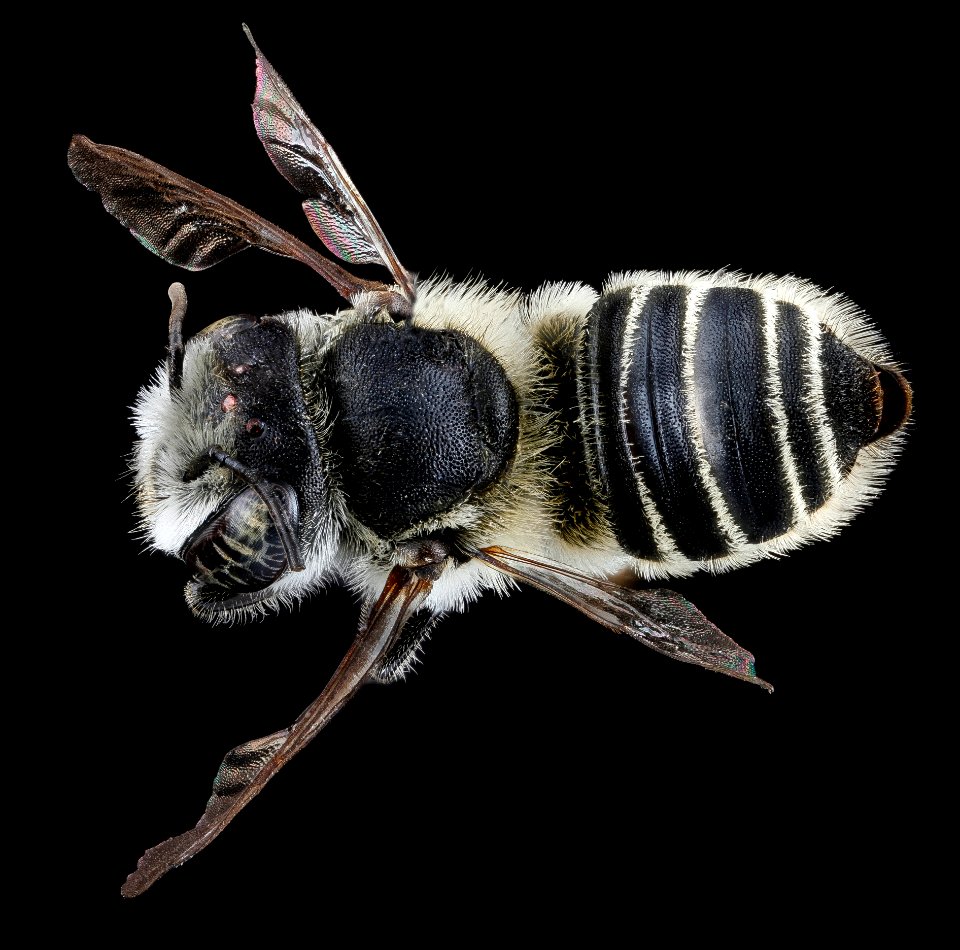 Megachile brevis, F, back, Tennessee, Haywood County 2013-02-14-14.56.30 ZS PMax