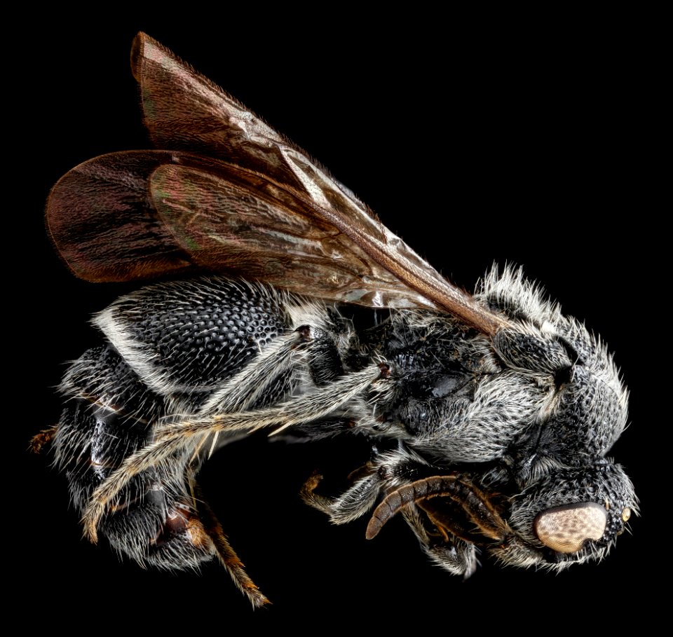 Mutillid, U, side, Maryland, Prince George's County 2013-02-26-14.16.04 ZS PMax