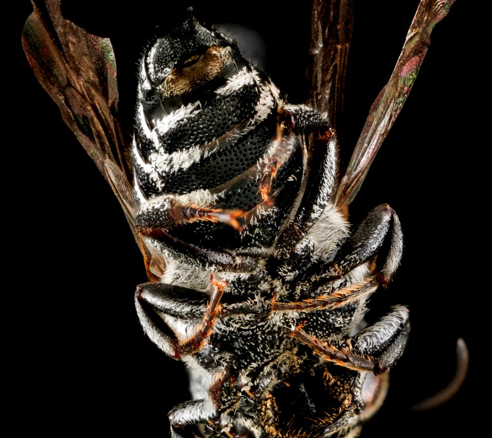 modesta, male, underside of abdomen 2012-07-16-18.37