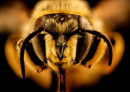 Anthidium illustre, m, face, Bray 1, CA 2019-03-21-15.14.20 ZS PMax UDR