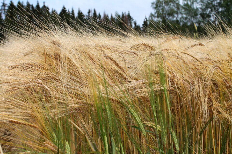 Crop agricultural agriculture