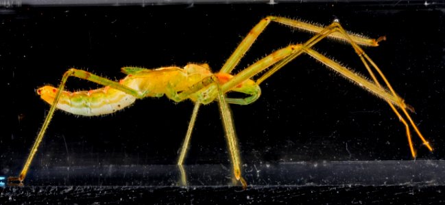 Assassin Bug nymph, U, side 2012-10-25-12.28