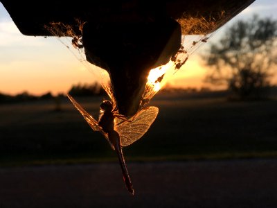 In the Web of the Sun