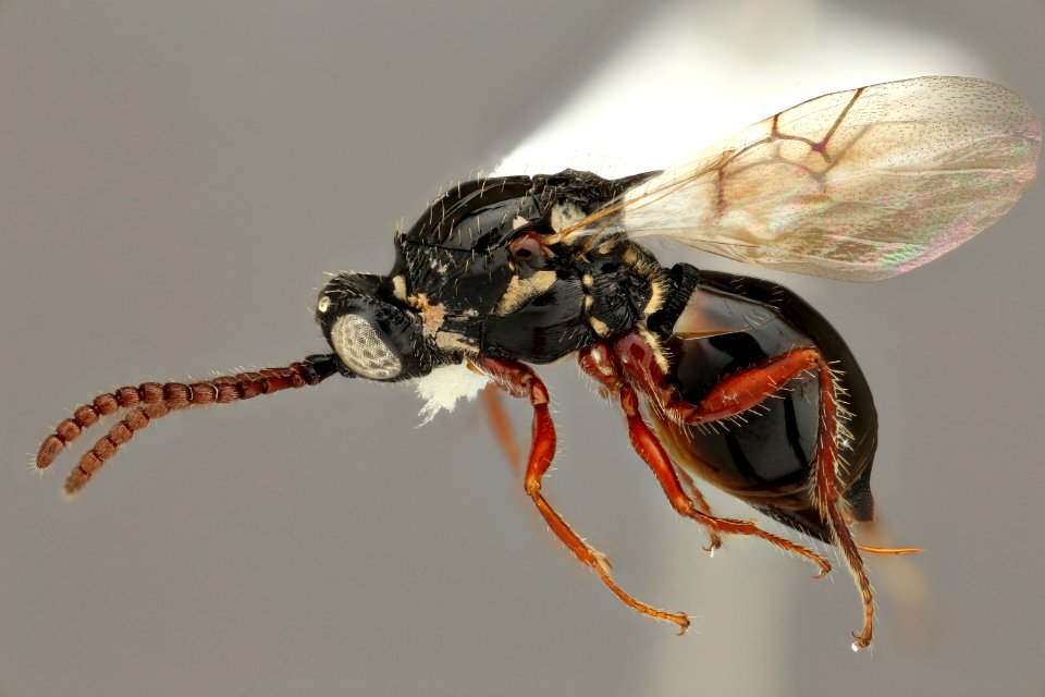 Neralsia species, usda , buffington