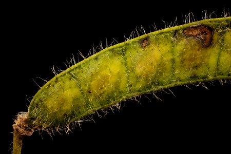Senna hebecarpa, American senna, developing pod, Howard County, Md 2017-09-28-19.10