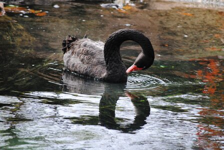 Crane neck water