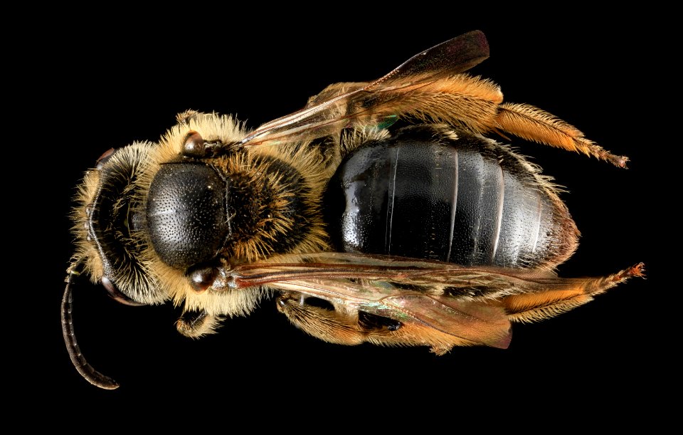Andrena cressonii, F, Back, MD 2013-06-25-16.47