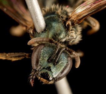 Lasioglossum taylorae, F, Face, MA, Franklin County 2015-07-07-12.07.10 ZS PMax UDR