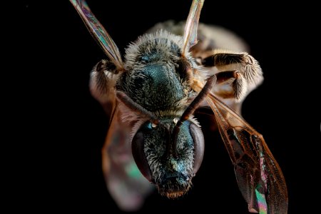 Lasioglossum-marinum,-face 2012-07-31-16.52.00-ZS-PMax photo