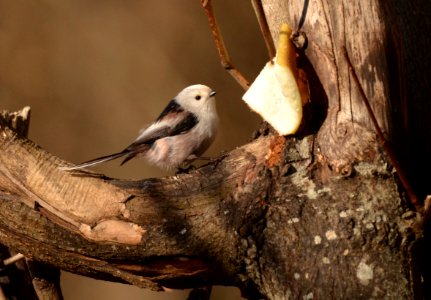 Aegithalos caudatus