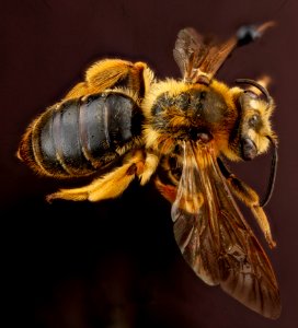 Andrena hilaris, F, back, Maryland, Anne Arundel County 2012-12-14-14.19.46 ZS PMax photo