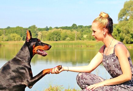 Hobby pet doberman pinscher