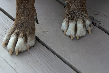 He's All Paws photo