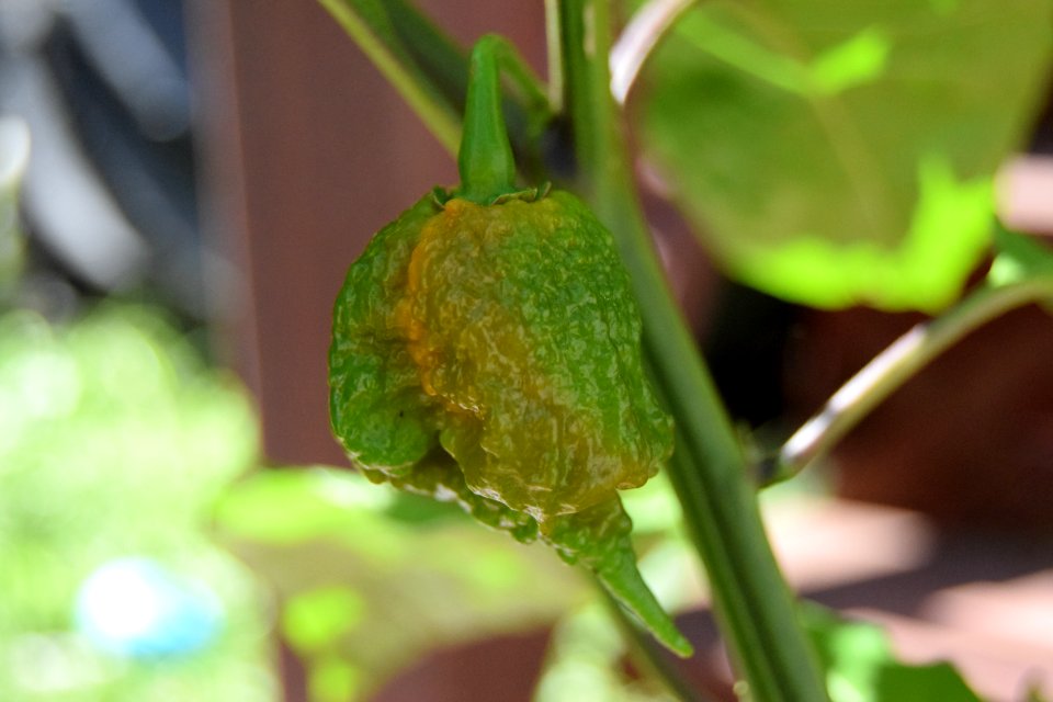Ripening Carolina reapers