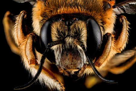 Anthidium manicatum, unkown, face 2012-07-12-16.31.47 ZS PMax photo