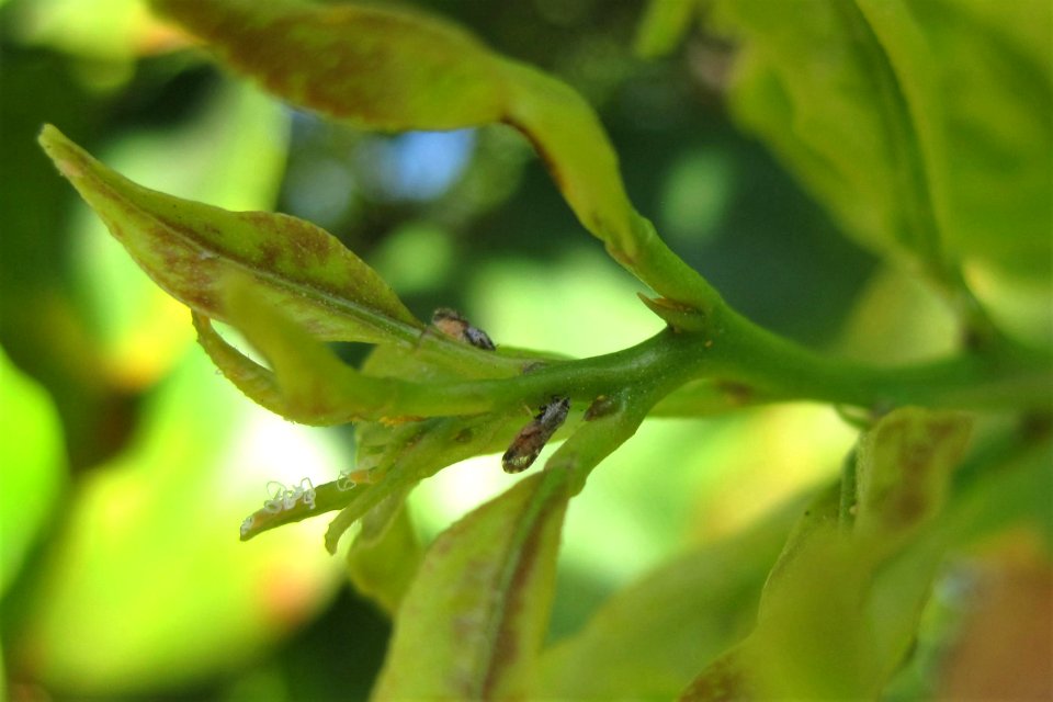 20170331-APHIS-BB-IYPH 0015