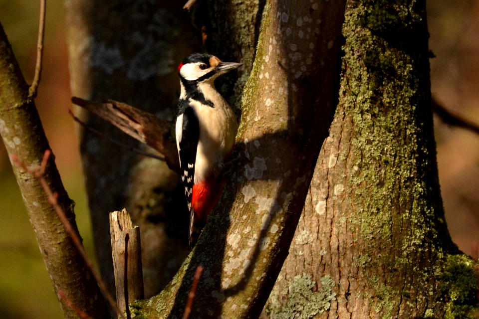 Dendrocopos major