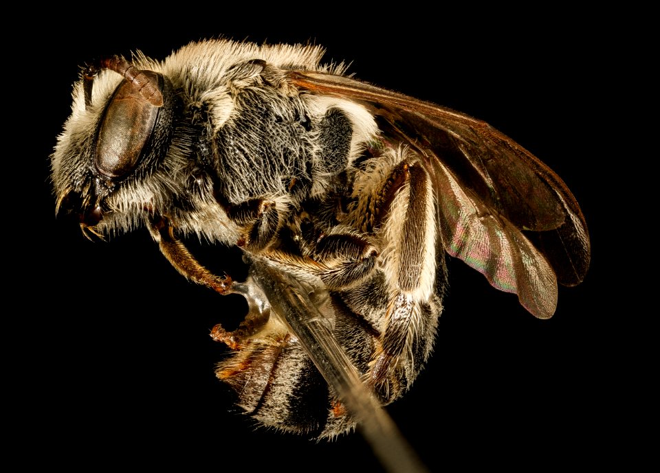 Colletes brevicornis, f, side, Pr. George's Co. Maryland 2016-03-29-16.09