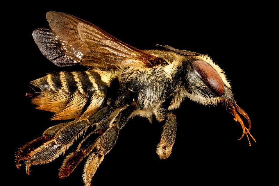 Megachile petulans, f, left side, Charleston Co., SC 2016-09-02-17.22