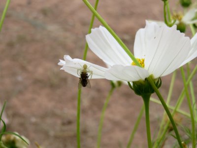 Cosmos bipinnatus, with fly-eating spider