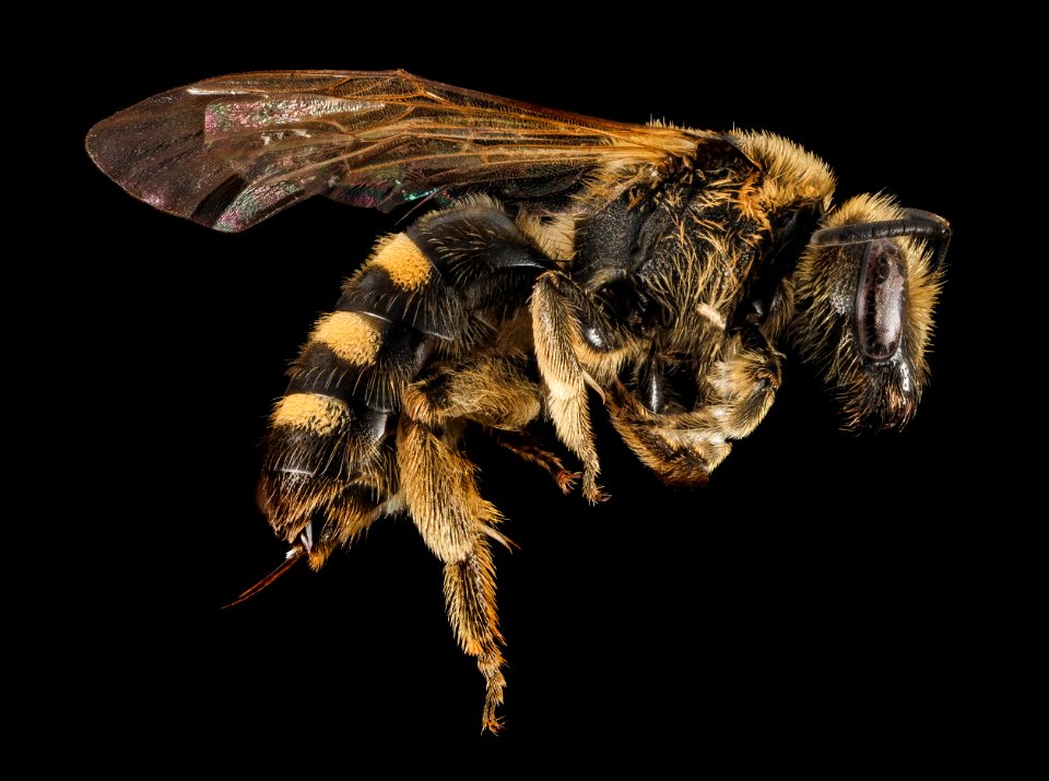 Lasioglossum egregium, F, SideR, UT, Garfield County 2014-07-14-17.37