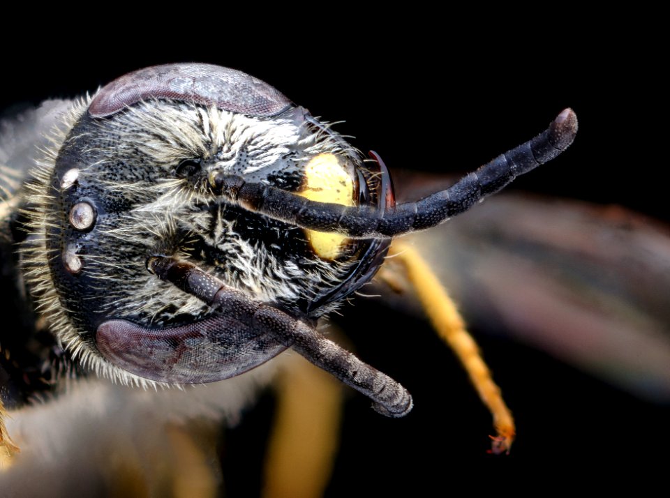 Lasioglossum acuminatum, m, wisconsin, head 2020-08-20-16.31.55 ZS PMax UDR
