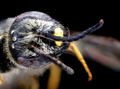 Lasioglossum acuminatum, m, wisconsin, head 2020-08-20-16.31.55 ZS PMax UDR