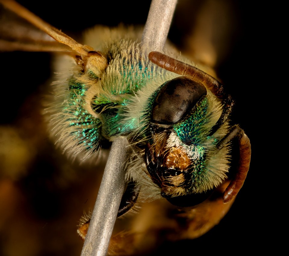 Agapostemon texanus.angelicus, gynandromorph, NM, Hidalgo co, face 2016-06-08-13.54