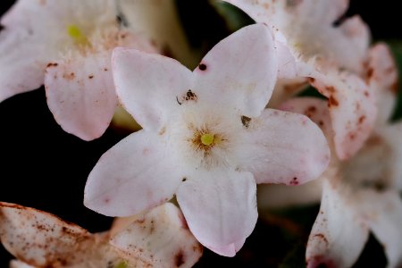 Epigaea repens 3, Trailing Arbutus, Howard County, Md, Helen Lowe Metzman 2019-10-23-15.33.44 ZS PMax UDR