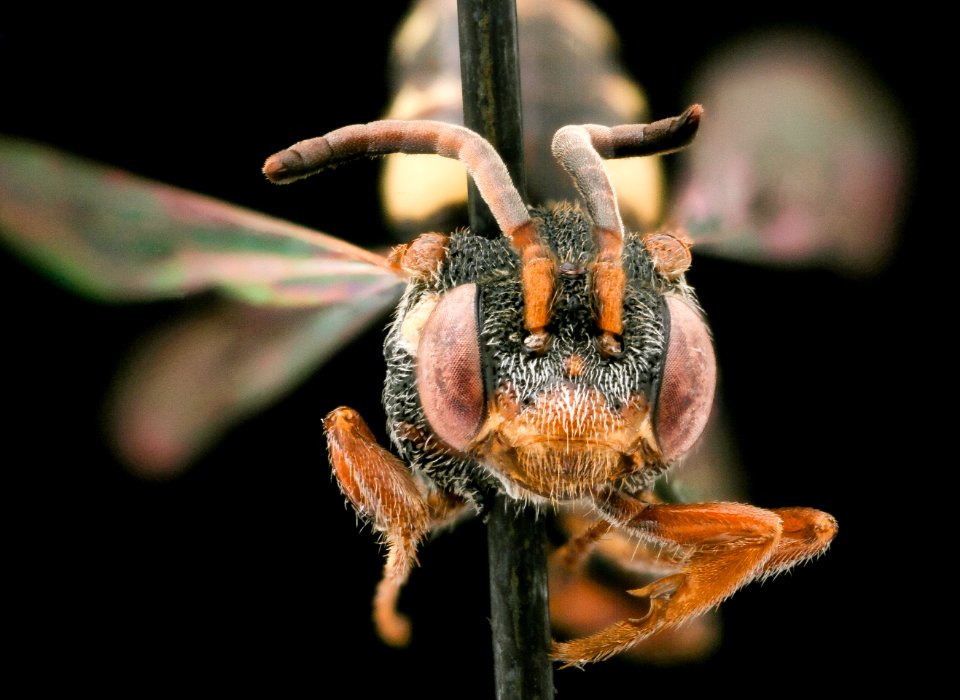 Nomada electella, f, face, Bath Co. Virginia 2019-12-18-11.37.52 ZS PMax UDR
