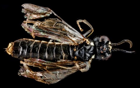Sawfly, F, back, Wyoming, Park County 2013-03-27-14.31.49 ZS PMax photo