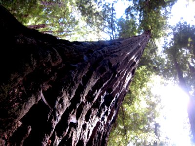 Giants of Muir Woods