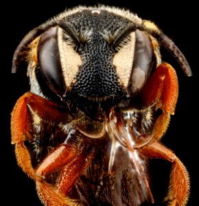 Dianthidium ulkei, U, face, Jackson County, South Dakota 2012-11-15-17.18.24 ZS PMax