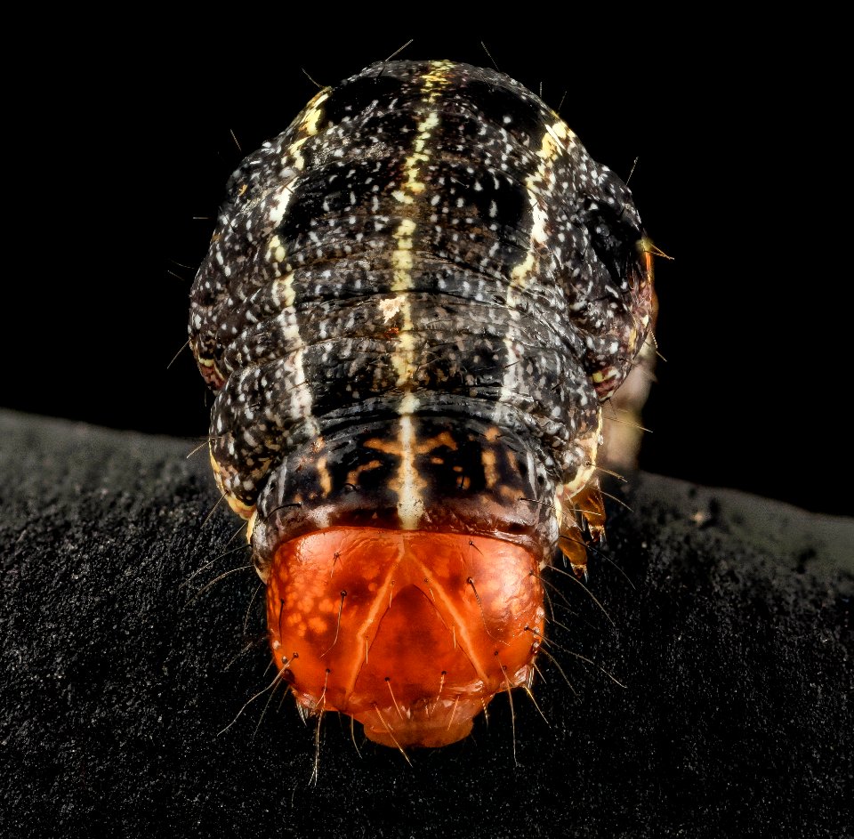 Southern armyworm, face 2014-06-04-18.57.16 ZS PMax