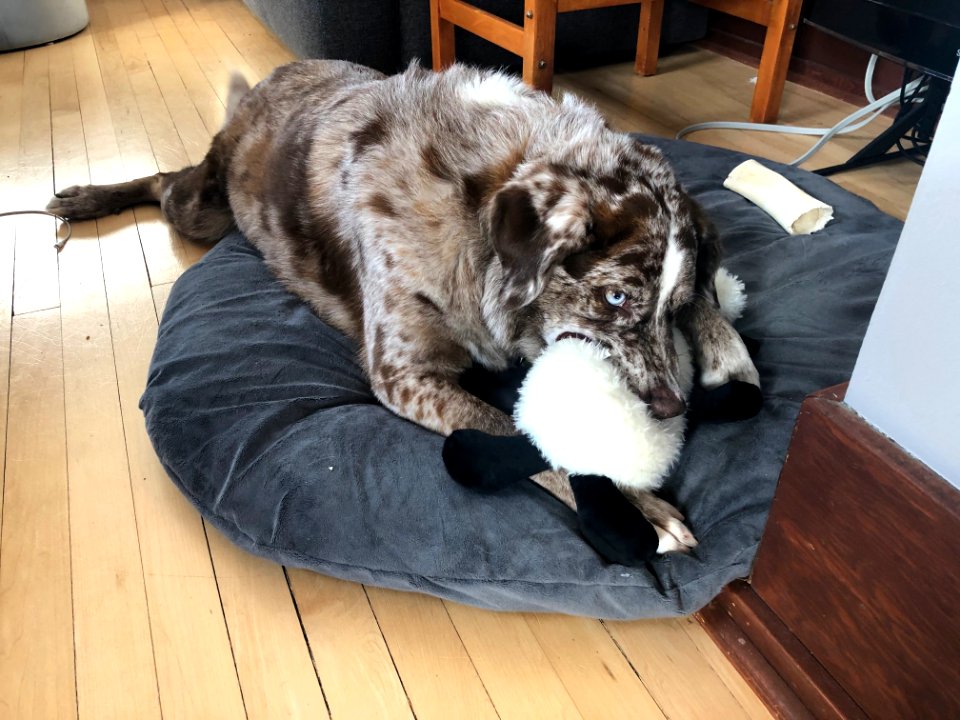 A New Squeak Toy? Lucky Me
