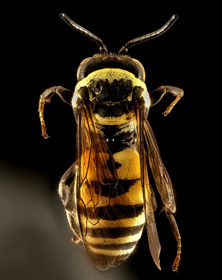 Triepeolus concavus, M, back, Dorchester Co, MD 2015-09-01-11.47.37 ZS PMax UDR photo