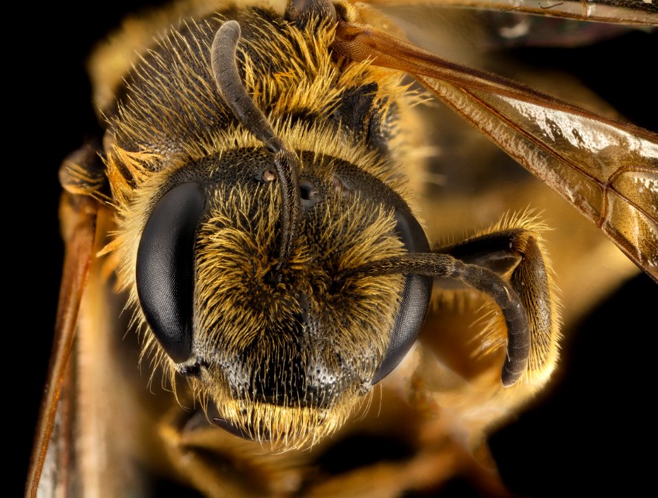 Halictus farinosus, F, Face, UT, Garfield County 2014-06-20-18.14.33 ZS PMax