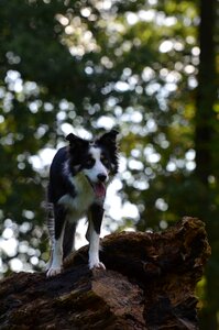 British sheepdog tree backlighting photo