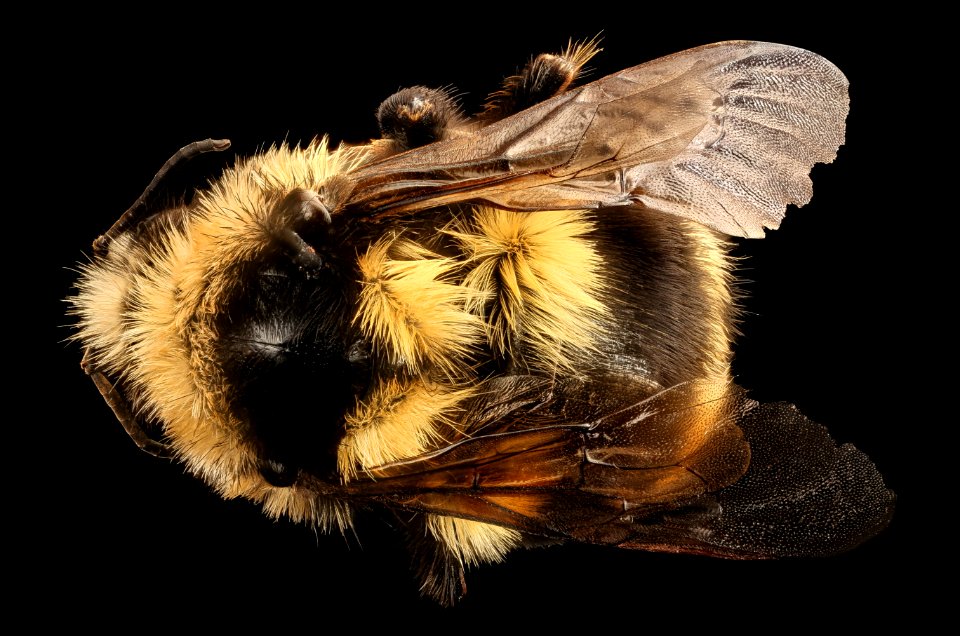 Bombus bifarius, back, f, Mariposa CA 2017-07-28-13.01