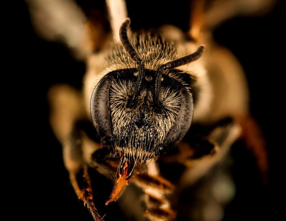 Nomia foxii, f, face, Hidalgo Co., NM 2017-03-15-13.40