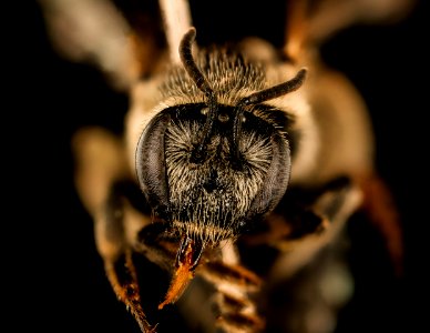 Nomia foxii, f, face, Hidalgo Co., NM 2017-03-15-13.40