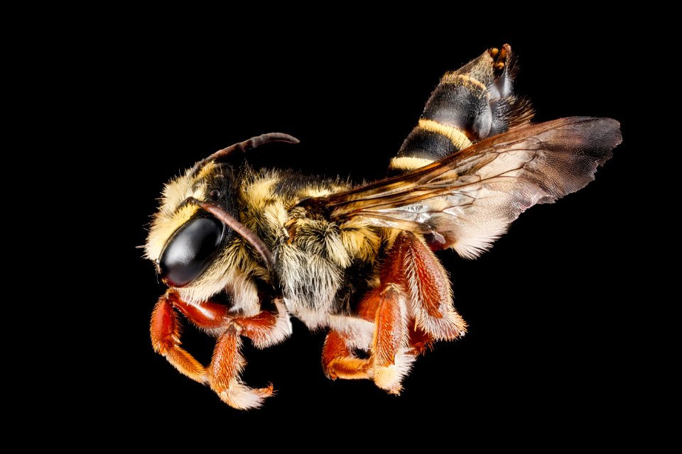 Megachile poeyi, female, side 2012-06-26-16.54.37 ZS PMax