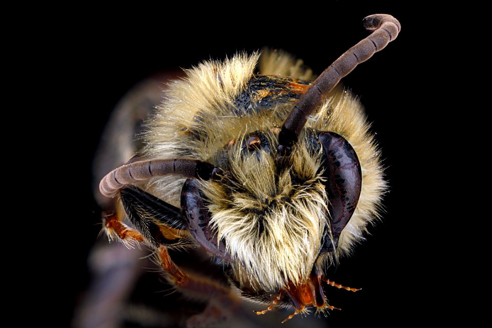 Colletes brimleyi, male, face (2) clean