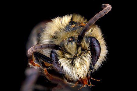 Colletes brimleyi, male, face (2) clean photo