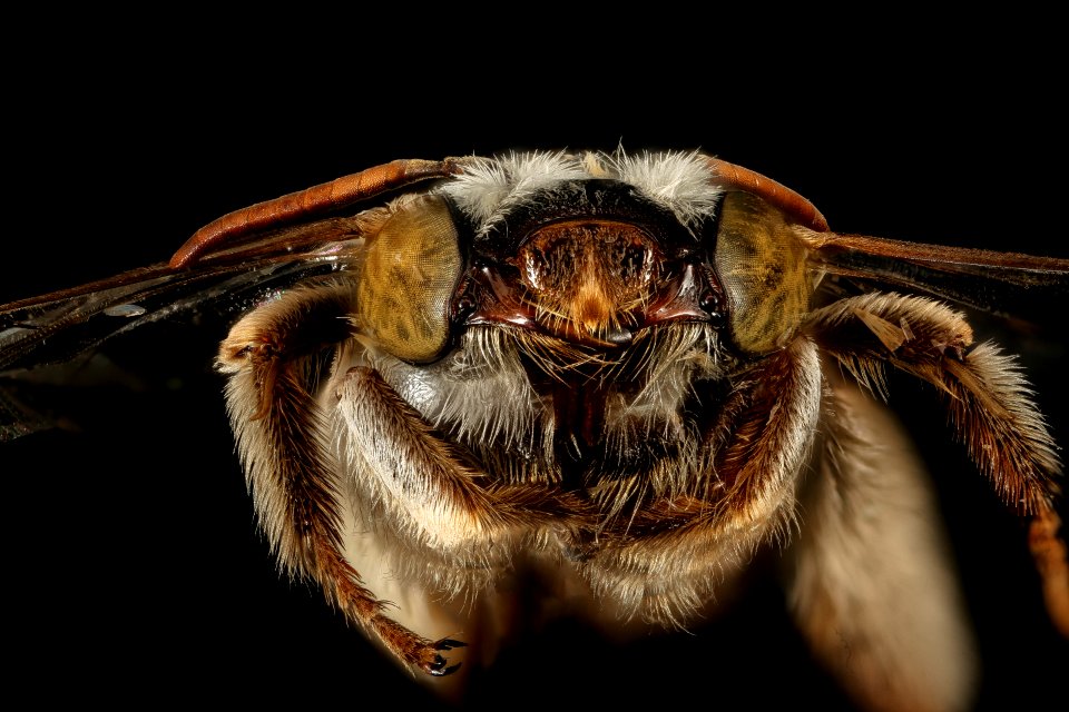Svastra duplocineta,f,face,Pima Co, AZ 2016-10-20-17.48