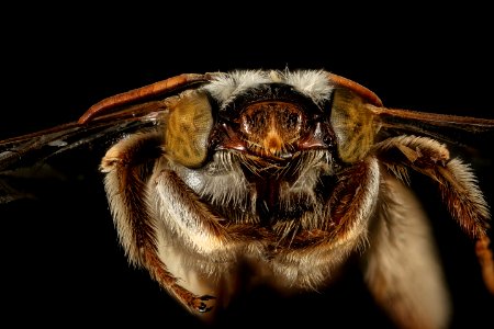 Svastra duplocineta,f,face,Pima Co, AZ 2016-10-20-17.48
