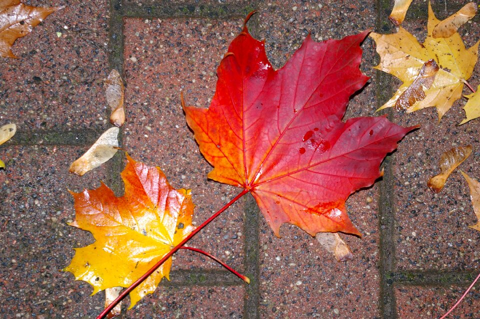 Wet fall foliage fall color photo